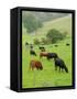 Domestic Cattle on Grazing Meadows, Peak District Np, Derbyshire, UK-Gary Smith-Framed Stretched Canvas