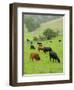 Domestic Cattle on Grazing Meadows, Peak District Np, Derbyshire, UK-Gary Smith-Framed Photographic Print