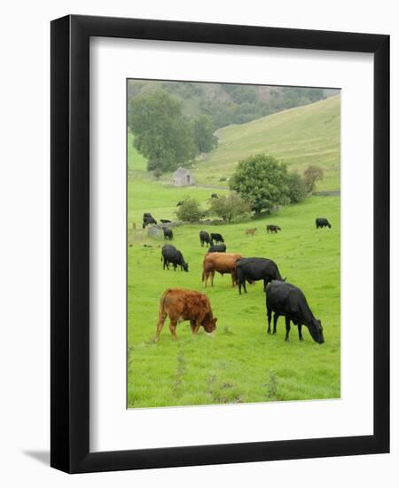 Domestic Cattle on Grazing Meadows, Peak District Np, Derbyshire, UK-Gary Smith-Framed Photographic Print