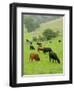 Domestic Cattle on Grazing Meadows, Peak District Np, Derbyshire, UK-Gary Smith-Framed Photographic Print