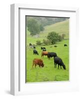 Domestic Cattle on Grazing Meadows, Peak District Np, Derbyshire, UK-Gary Smith-Framed Photographic Print