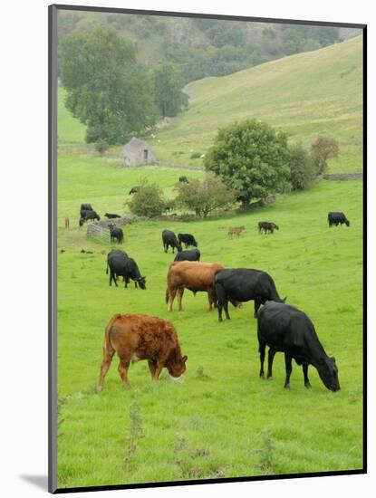 Domestic Cattle on Grazing Meadows, Peak District Np, Derbyshire, UK-Gary Smith-Mounted Photographic Print