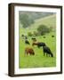 Domestic Cattle on Grazing Meadows, Peak District Np, Derbyshire, UK-Gary Smith-Framed Photographic Print