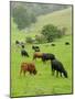 Domestic Cattle on Grazing Meadows, Peak District Np, Derbyshire, UK-Gary Smith-Mounted Photographic Print