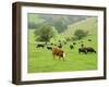 Domestic Cattle on Grazing Meadows, Peak District Np, Derbyshire, UK-Gary Smith-Framed Photographic Print