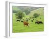 Domestic Cattle on Grazing Meadows, Peak District Np, Derbyshire, UK-Gary Smith-Framed Photographic Print