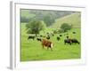 Domestic Cattle on Grazing Meadows, Peak District Np, Derbyshire, UK-Gary Smith-Framed Photographic Print