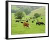 Domestic Cattle on Grazing Meadows, Peak District Np, Derbyshire, UK-Gary Smith-Framed Photographic Print