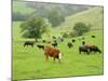 Domestic Cattle on Grazing Meadows, Peak District Np, Derbyshire, UK-Gary Smith-Mounted Photographic Print