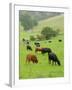 Domestic Cattle on Grazing Meadows, Peak District Np, Derbyshire, UK-Gary Smith-Framed Photographic Print