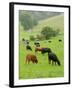 Domestic Cattle on Grazing Meadows, Peak District Np, Derbyshire, UK-Gary Smith-Framed Photographic Print