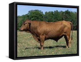 Domestic Cattle, Senepol Bull, Florida, USA-Lynn M. Stone-Framed Stretched Canvas