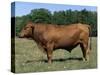 Domestic Cattle, Senepol Bull, Florida, USA-Lynn M. Stone-Stretched Canvas