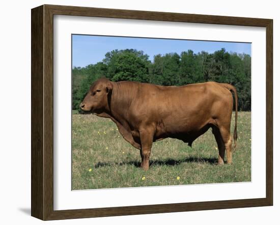 Domestic Cattle, Senepol Bull, Florida, USA-Lynn M. Stone-Framed Photographic Print