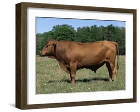 Domestic Cattle, Senepol Bull, Florida, USA-Lynn M. Stone-Framed Photographic Print