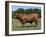 Domestic Cattle, Senepol Bull, Florida, USA-Lynn M. Stone-Framed Photographic Print