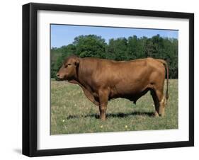 Domestic Cattle, Senepol Bull, Florida, USA-Lynn M. Stone-Framed Photographic Print