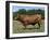 Domestic Cattle, Senepol Bull, Florida, USA-Lynn M. Stone-Framed Photographic Print