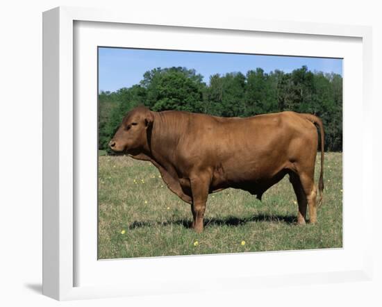 Domestic Cattle, Senepol Bull, Florida, USA-Lynn M. Stone-Framed Photographic Print