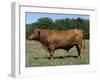 Domestic Cattle, Senepol Bull, Florida, USA-Lynn M. Stone-Framed Photographic Print