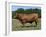 Domestic Cattle, Senepol Bull, Florida, USA-Lynn M. Stone-Framed Photographic Print