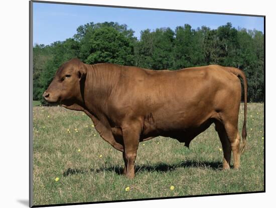 Domestic Cattle, Senepol Bull, Florida, USA-Lynn M. Stone-Mounted Photographic Print