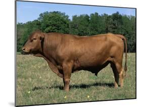 Domestic Cattle, Senepol Bull, Florida, USA-Lynn M. Stone-Mounted Photographic Print