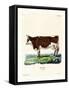 Domestic Cattle-null-Framed Stretched Canvas