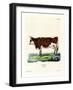 Domestic Cattle-null-Framed Giclee Print