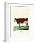 Domestic Cattle-null-Framed Giclee Print