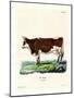 Domestic Cattle-null-Mounted Giclee Print