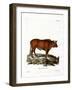 Domestic Cattle-null-Framed Giclee Print