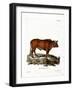 Domestic Cattle-null-Framed Giclee Print