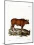 Domestic Cattle-null-Mounted Giclee Print