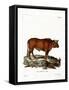 Domestic Cattle-null-Framed Stretched Canvas