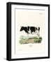 Domestic Cattle-null-Framed Giclee Print