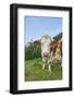 domestic cattles, Bos primigenius Taurus, meadow, frontal, stand, looking into camera-David & Micha Sheldon-Framed Photographic Print