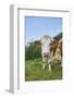 domestic cattles, Bos primigenius Taurus, meadow, frontal, stand, looking into camera-David & Micha Sheldon-Framed Photographic Print