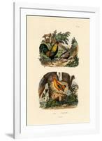 Domestic Chicken, 1833-39-null-Framed Giclee Print