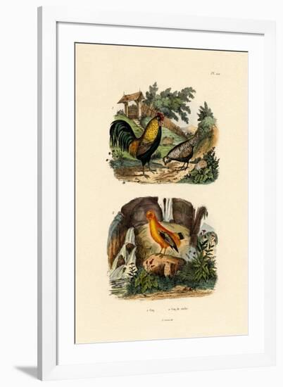 Domestic Chicken, 1833-39-null-Framed Giclee Print