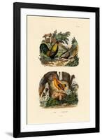 Domestic Chicken, 1833-39-null-Framed Giclee Print