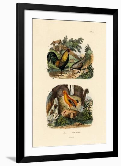 Domestic Chicken, 1833-39-null-Framed Giclee Print