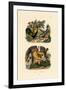 Domestic Chicken, 1833-39-null-Framed Giclee Print