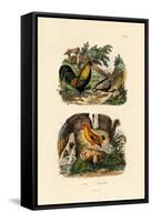 Domestic Chicken, 1833-39-null-Framed Stretched Canvas