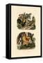 Domestic Chicken, 1833-39-null-Framed Stretched Canvas