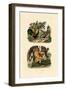 Domestic Chicken, 1833-39-null-Framed Giclee Print