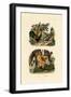 Domestic Chicken, 1833-39-null-Framed Giclee Print