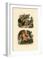 Domestic Chicken, 1833-39-null-Framed Giclee Print