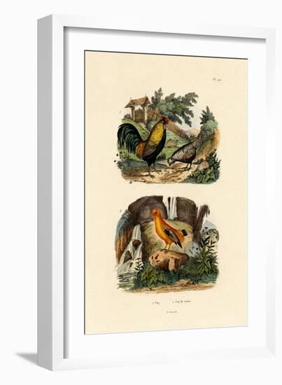 Domestic Chicken, 1833-39-null-Framed Giclee Print