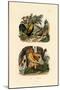 Domestic Chicken, 1833-39-null-Mounted Giclee Print
